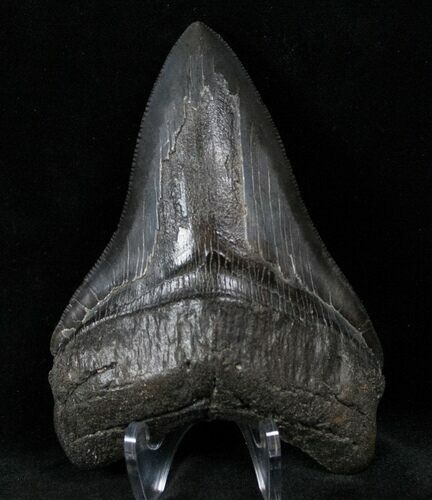 Lower Megalodon Tooth #12913